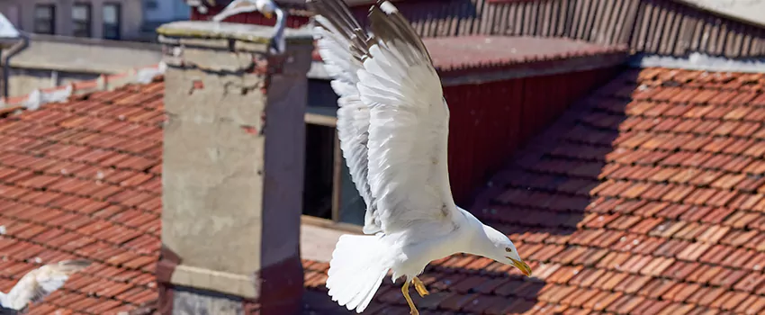 Residential Chimney Animal Removal Solution in Pflugerville, TX