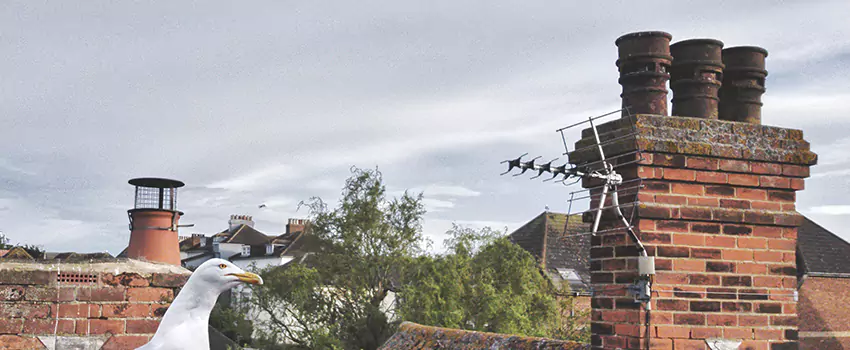 Chimney Cleaning And Restoration in Pflugerville, Texas